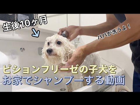 ビションフリーゼの子犬をお家でシャンプーする動画【パピー】