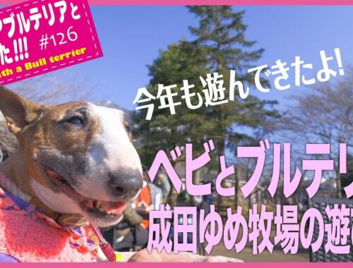 ［ブルテリア］Miniature Bull Terrier  ブルテリアの成田ゆめ牧場の遊び方 How to play at Narita Dream Farm Bull Terrier.