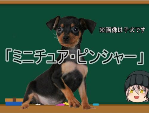 【ゆっくり解説】犬種１９：ミニチュア・ピンシャー
