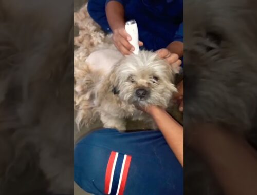 grooming ke pehle grooming ke baad lhasa apso grooming #viral #shots #grooming #dog #animals