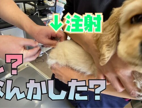 【診断公開】注射されても気づかないアメリカンコッカースパニエルの子犬
