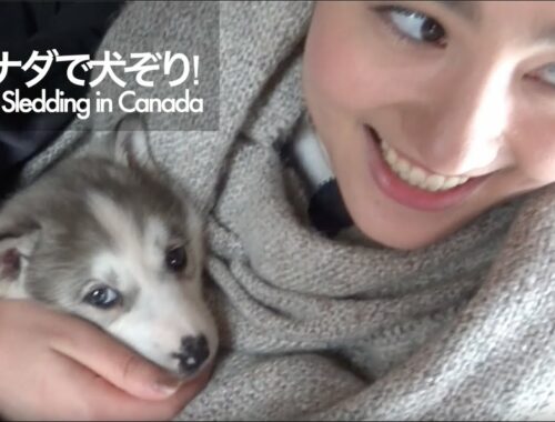 雪のカナダで【犬ぞり】超かわいい子犬【アラスカン・マラミュート】＝Dog sledding in Canada! Cute Alaskan Malamute Puppies