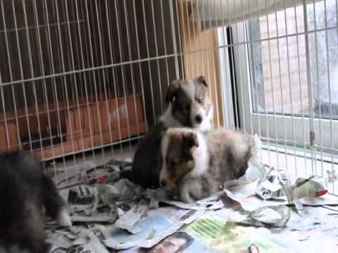 シェットランドシープドッグの子犬動画（Shelty）