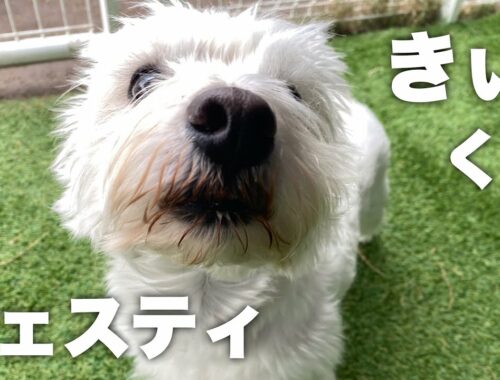 ウエスト・ハイランド・ホワイト・テリア　きぃくん【West Highland White Terrier】