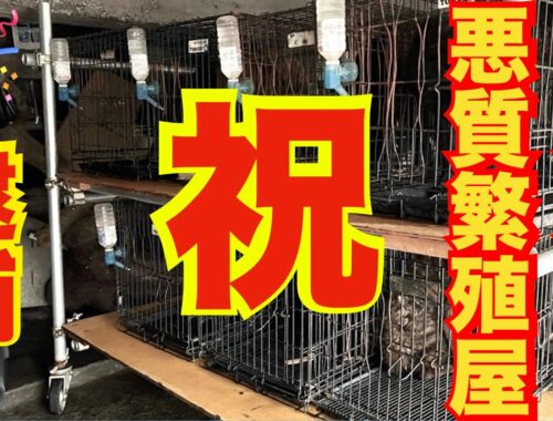 【逮捕】八王子市 甲斐犬ブリーダーおがわん株式会社 尾川隆 動物愛護法違反容疑