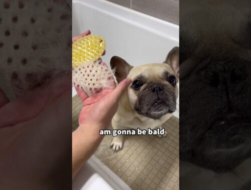 Tantrum French Bulldog Takes A Bath