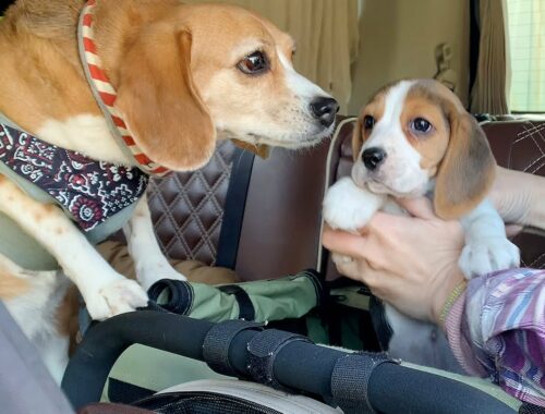 【子犬お迎え当日】先住犬ビーグルと生後2か月の子犬が初対面【ビーグル 多頭飼い】Beagle Puppy