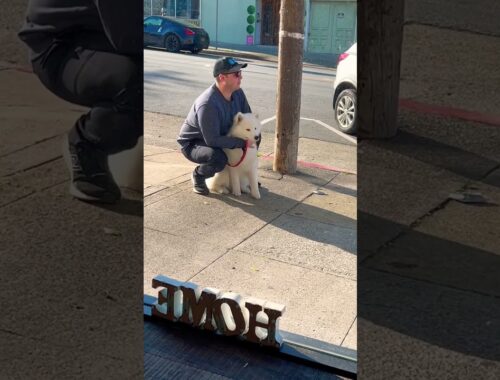 Just kidding! #samoyed #sanfrancisco #サモエド犬 #puppy #cutenessoverload #サモエド #kawaii #サンフランシスコ #cafe