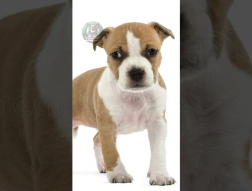American Staffordshire Terrier Filhote e Adulto #shorts #cães