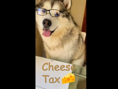Are you paying THE CHEESE TAX?! 🧀😅 #malamute #cheese #funnydogs #puppy #shorts #funnyshorts