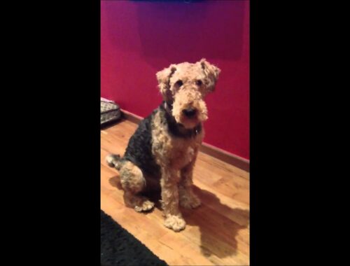 Jack the Airedale