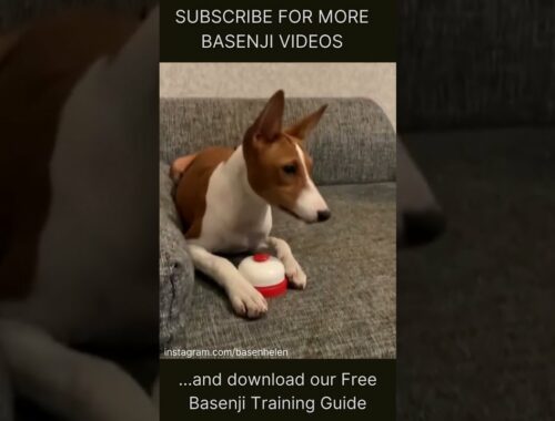 Basenji dog rings bell to get attention! FUNNY! #shorts