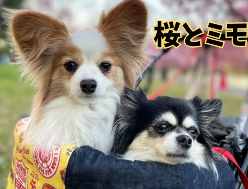 Cherry blossom and mimosa flowers.[元保護犬チワワとパピヨンのかほご犬s]犬のいる暮らし/愛犬と楽しく過ごすために