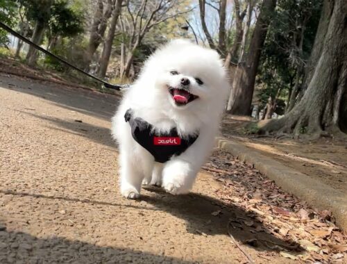 散歩が大好きな愛犬の笑顔を守り続ける方法