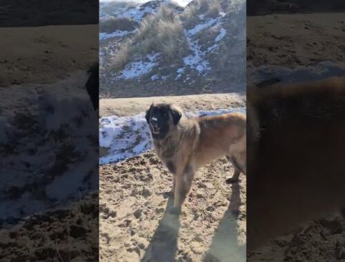 BEAUTIFUL DAY FOR A BEACH DAY AT BLYTH #dog #leonberger #beautiful #funny #beach #cute #winter
