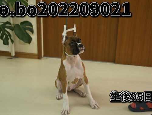 ボクサー犬の子犬販売 No.bo202209021 静岡県浜松市のブリーダー 2022年9月2日生 12月6日現在