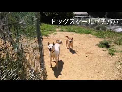 【驚き！】紀州犬ヒラメちゃん常同障害犬のリハビリ！！