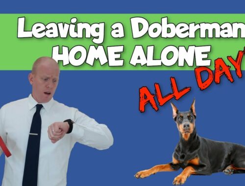 Owning a Doberman and Working Full Time