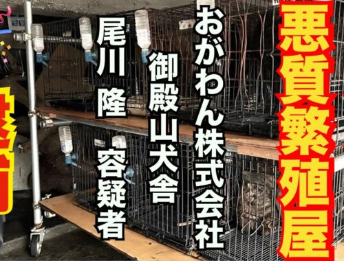 【祝】甲斐犬ブリーダー おがわん株式会社 尾川隆 容疑者 逮捕‼️　21時スタート
