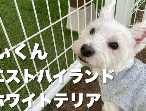 ウエストハイランドホワイトテリア　きぃくん【West highland white terrier】