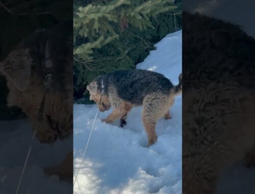 This is how my Airedale terrier hunts