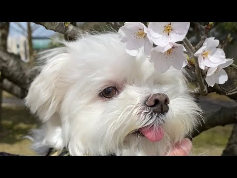 純白な愛犬に桜を見せてあげたら超映えたw【マルチーズ】
