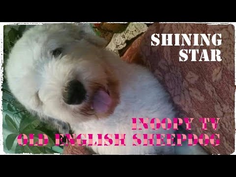 【SHINING STAR】OLD ENGLISH SHEEPDOG オールドイングリッシュシープドッグ