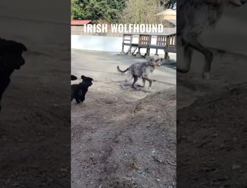 Tallest Dogs on Earth - the Irish Wolfhound  #irishwolfhound #dogs