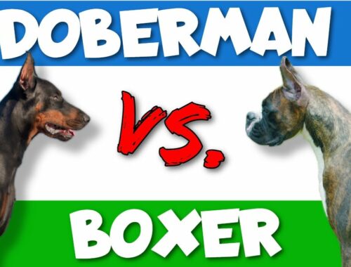 Dobermans vs. Boxers: Which Breed is Better?