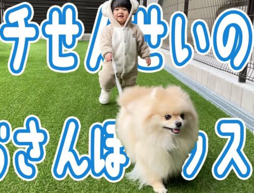 モチ先生のお散歩レッスン/Mochi-sensei's walking lesson【ポメラニアン犬モチ】