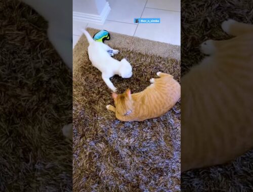 Watch This Tiny Puppy Get Bigger Than His Cat Brother | The Dodo