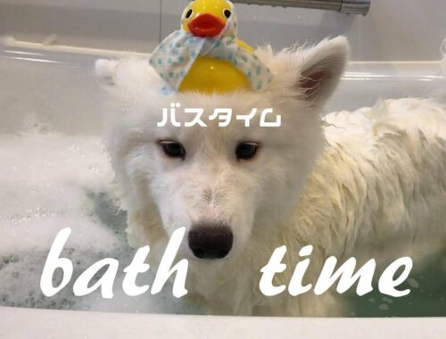 サモエドがお風呂に入るとまるで別人🐶　サモエドのネモ&mix犬シェリー
