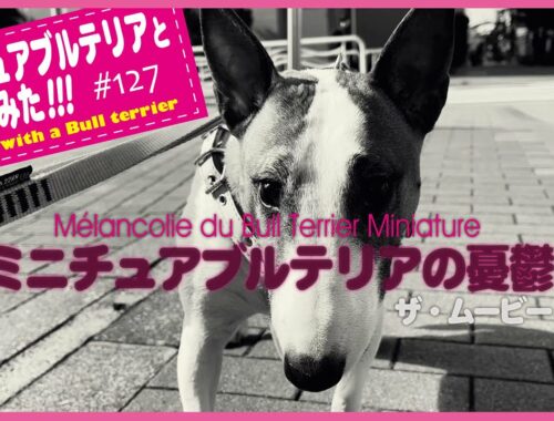 ［ブルテリア］Miniature Bull Terrier  ミニチュアブルテリアの憂鬱 Mélancolie du Bull Terrier Miniature