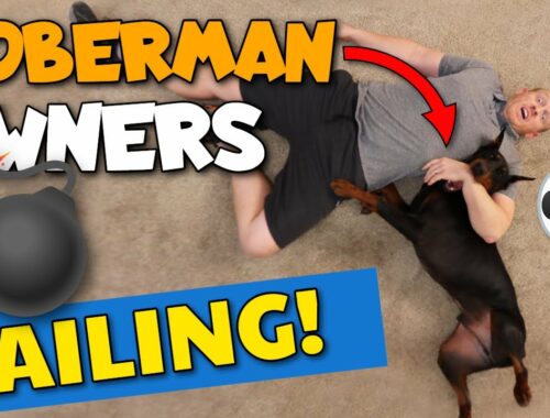5 Reasons New Owners Are FAILING With Their Doberman