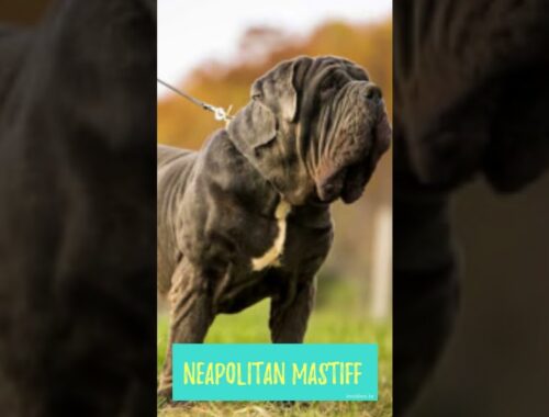 top 10 mastiff dog breeds part 2