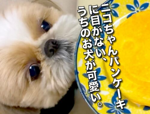 【シーズー】犬用ニコちゃんパンケーキに目がないうちのお犬が可愛い！www【242】