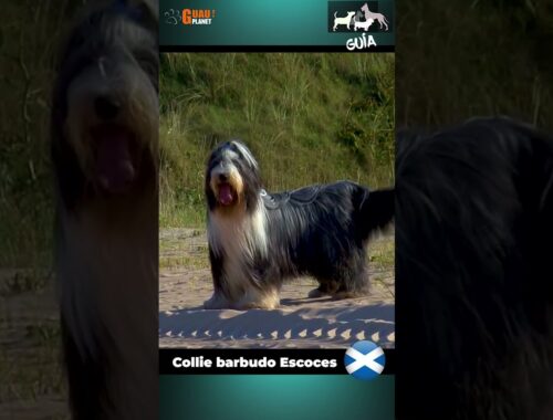 "Collie Barbudo: una raza de perro enérgica y leal"