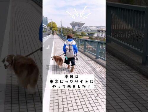 愛犬と日本最大級のペットのイベントに行ったら凄すぎた！！#インターペット2023 #shorts