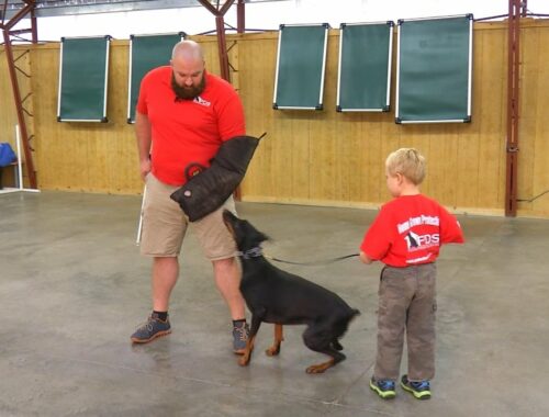 Doberman "Falon" W/5 Yr Old Handler Showing Off Protection W/Kids For Protection Dogs