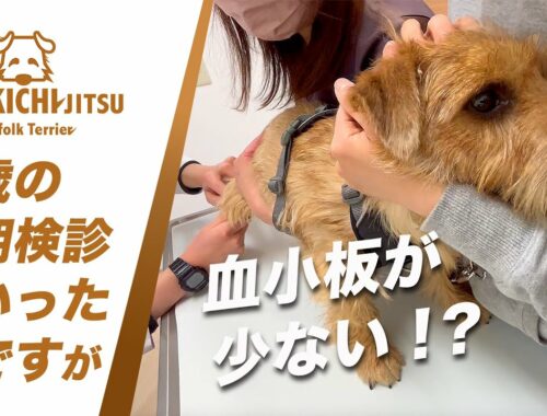愛犬キチ 2歳 春の健康診断へ【 dog ノーフォークテリア norfolkterrier 動物病院】