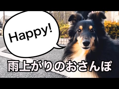 トライカラーシェルティ〜雨の後はお散歩でもしましょう!Sheltie Bodhi トライカラーシェルティ〜雨の後はお散歩でもしましょう!Sheltie Bodhi