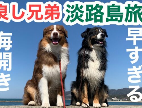 【かわいい】犬との旅行｜淡路島ドライブ｜オーストラリアン・シェパード【癒し動画】