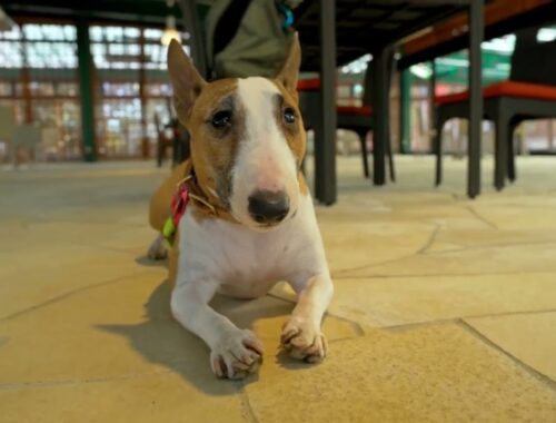 ［ブルテリア］Miniature Bull Terrier  ドギーズアイランドの施設ハイジ紹介します Introducing Heidi, a facility on Doggy's Island.