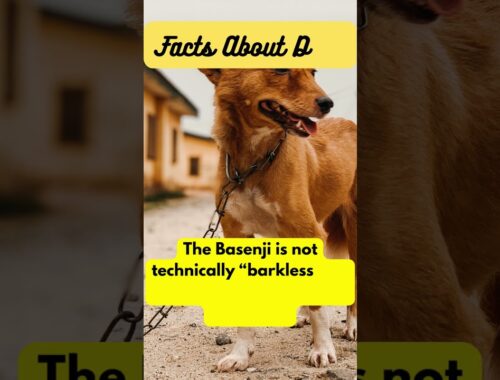 The Secret Voice of Basenji Dogs #dogfacts #shorts