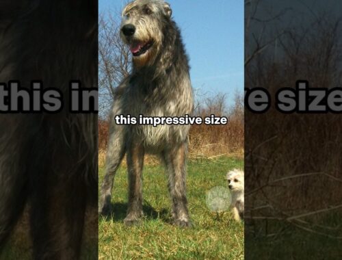 Irish Wolfhounds are among the world's tallest dog breeds #tallestdog #dogs #irishwolfhound