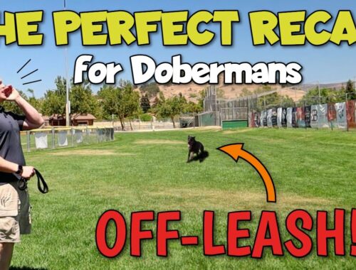 Off-Leash Doberman Training: The Recall Command