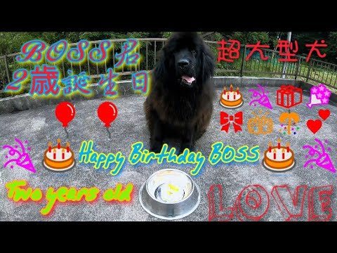 🎉🎂Happy Birthday BOSS Two years old🎂🎉 超大型犬 ニューファンドランド Newfoundland dog BOSS 2歳の誕生日🎂🎉🎁💐🎀👏🎊