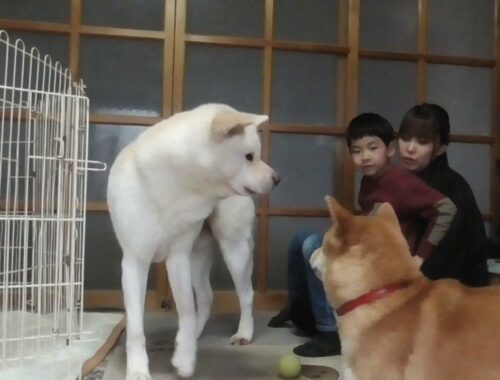 【秋田犬ゆうき】ママと一緒に遊びたいけど競争率が高くてなかなか近付くことが出来ない【akita dog】