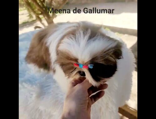 Meena de Gallumar