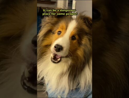 STABBED! 🔪😬🐶a Classic Biscuit Talky #shorts on Cricket "the sheltie" Chronicles e387